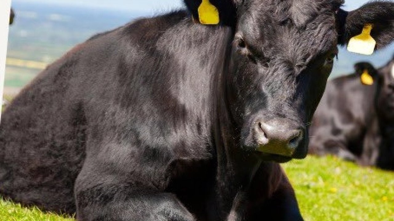 “Kırsalda Bereket”te 9. etap... Gebe düve dağıtımları başlıyor