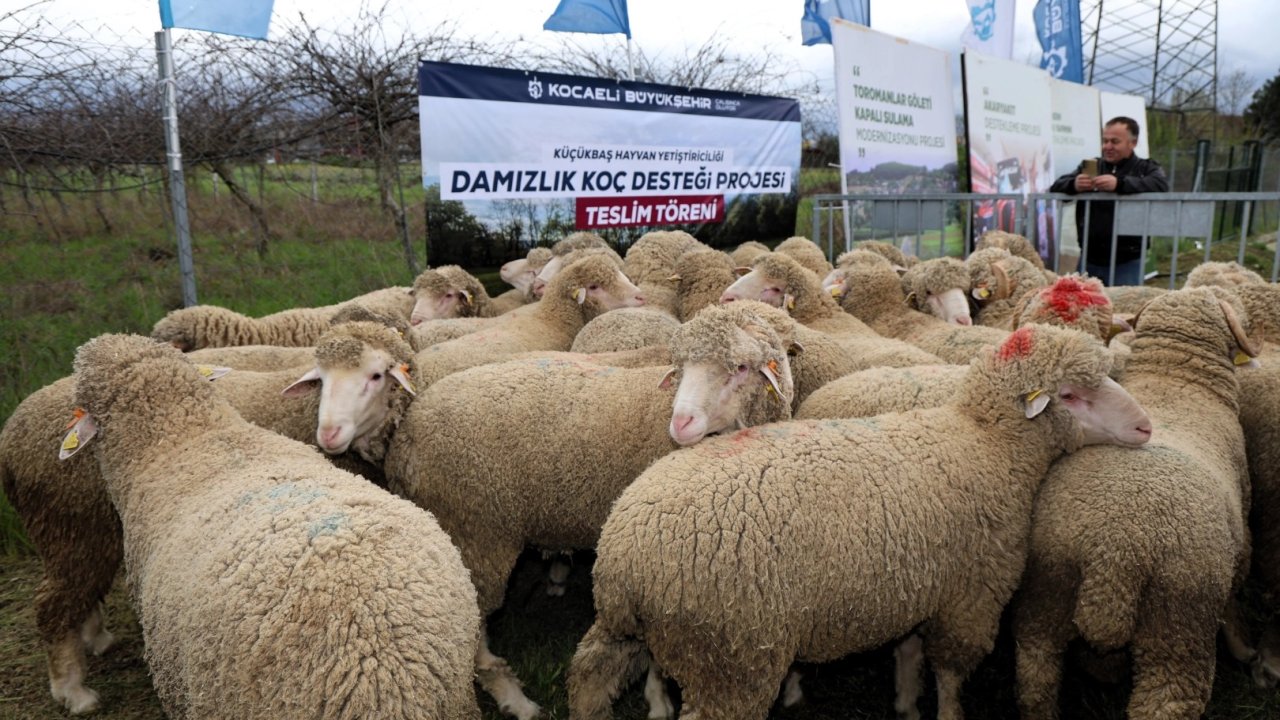 Kocaeli Büyükşehir’den hayvancılığa damızlık koç desteği