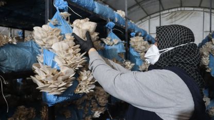 Kocaeli İzmit'te istiridye mantarı üretimiyle vatandaşa destek oluyor