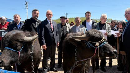 Kocaeli’de damızlık mandalar üreticilere teslim edildi