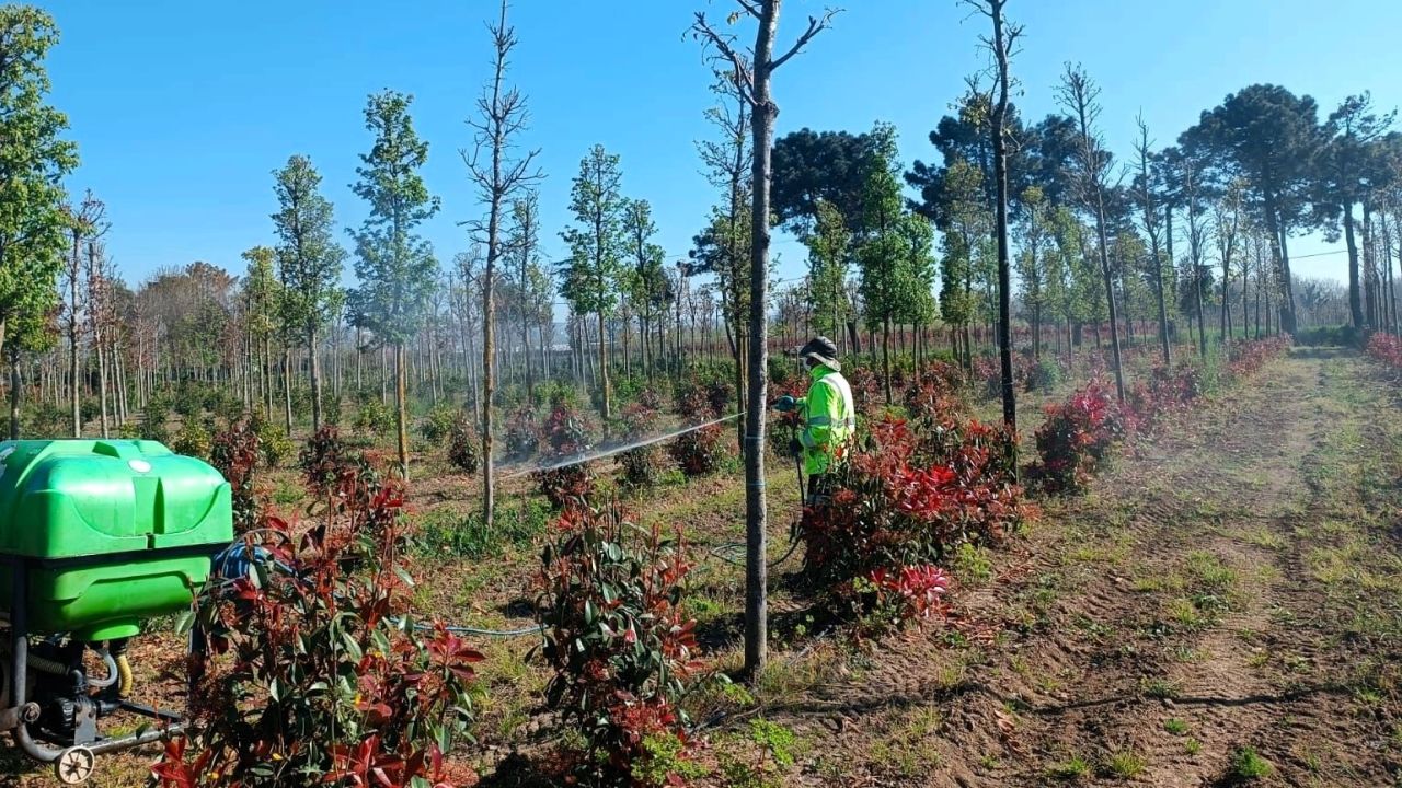 Kocaeli'de fidanlara koruyucu müdahale