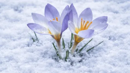 Kocaeli'de Keltepe Çiğdemi büyüledi