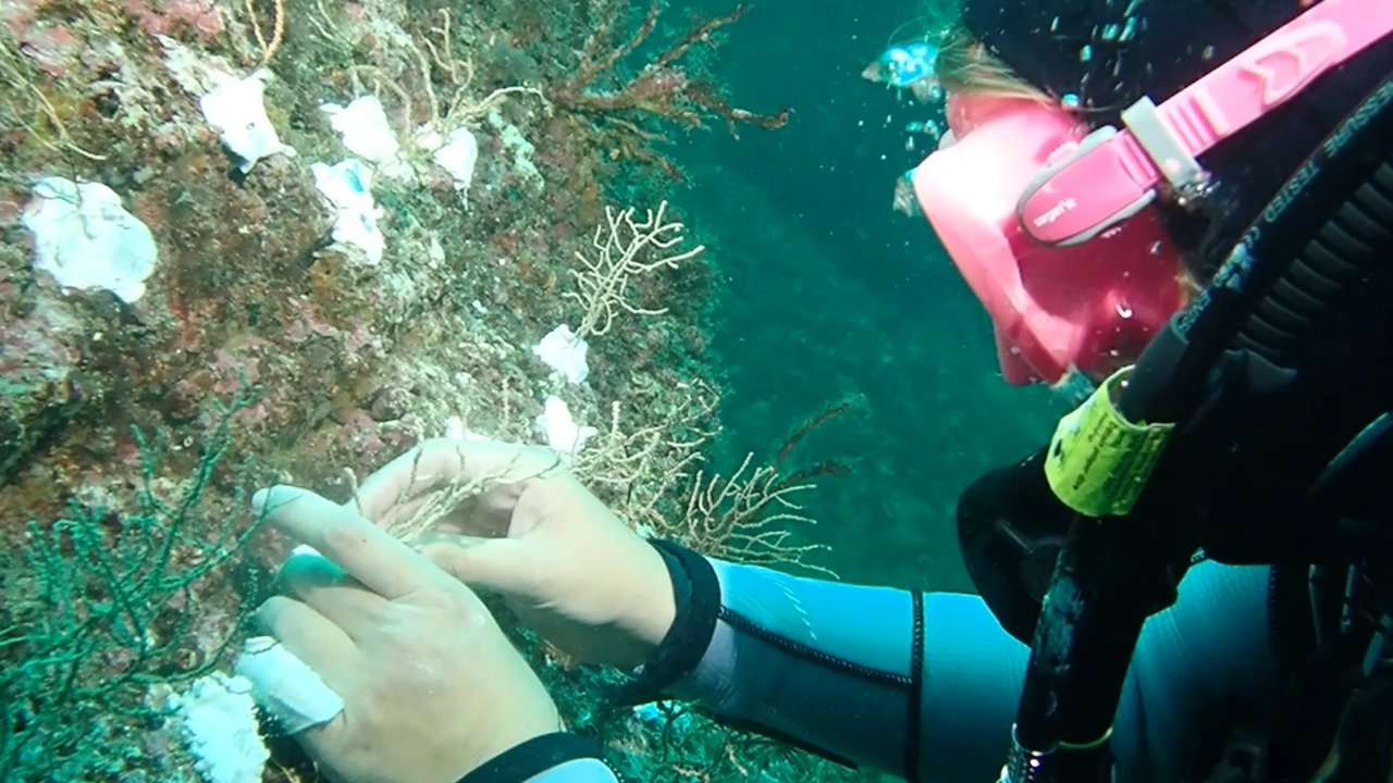 Marmara’da mercan seferberliği! Hasarlı resifler yeniden canlanacak