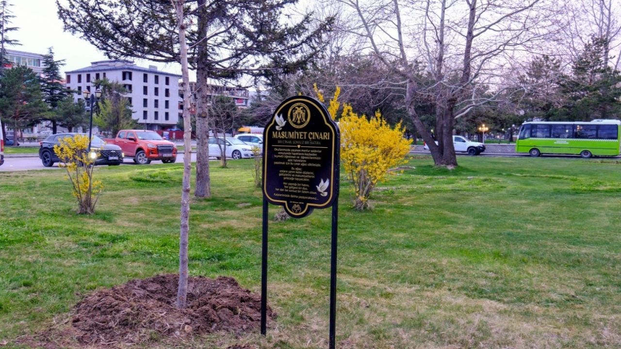 Masumiyet çınarları, kaybedilen canların hatırasını yaşatacak