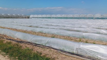 Mersin'de 'marul tarlada kaldı' iddiasına yalanlama