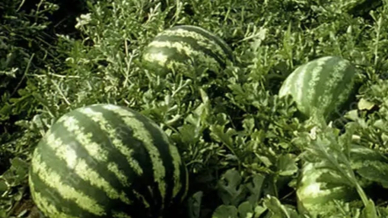 Tarım ÜFE’de yıllık artış yüzde 36,09’a ulaştı