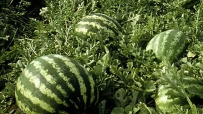 Tarım ÜFE’de yıllık artış yüzde 36,09’a ulaştı