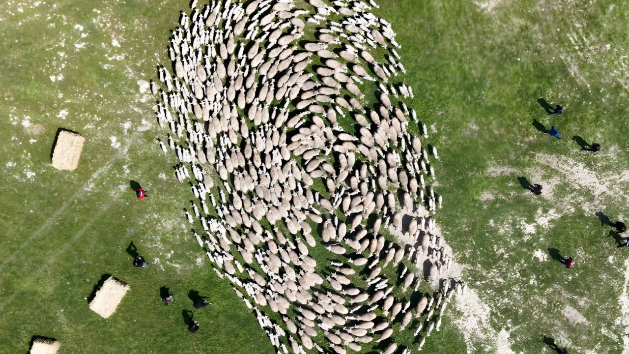 TİGEM’de 'kavuşma' sevinci... Koyun ve kuzular buluştu