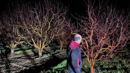 Zirai don alarmı! Ekipler sahada