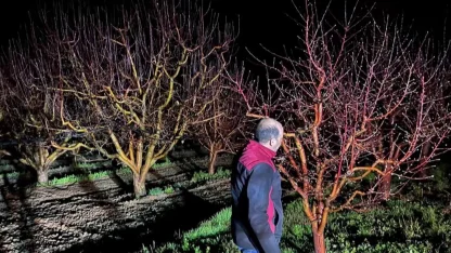 Zirai don alarmı! Ekipler sahada