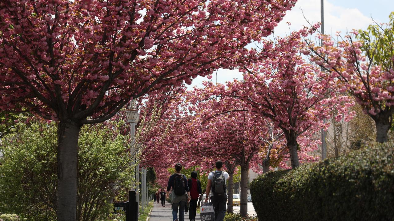 Konya'da Sakura mevsimi başladı