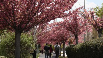Konya'da Sakura mevsimi başladı