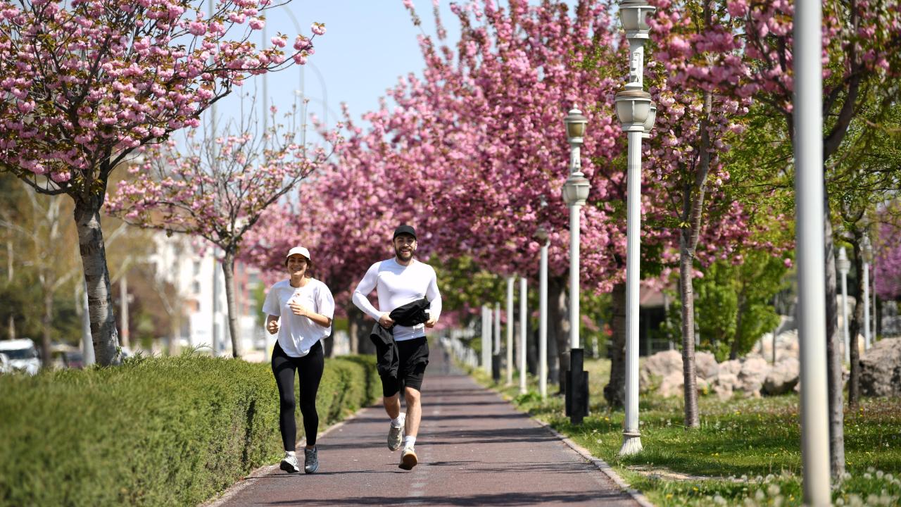 Konya'da Sakura mevsimi başladı