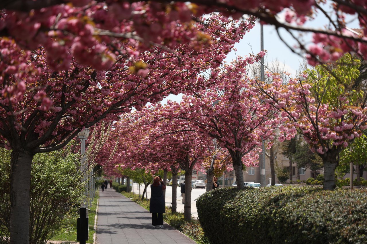 Konya'da Sakura mevsimi başladı