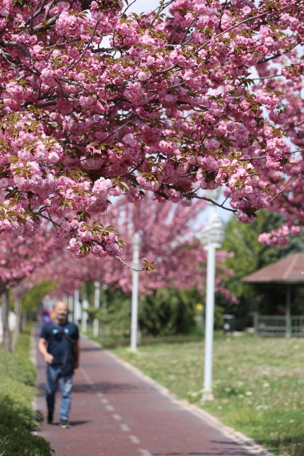 Konya'da Sakura mevsimi başladı