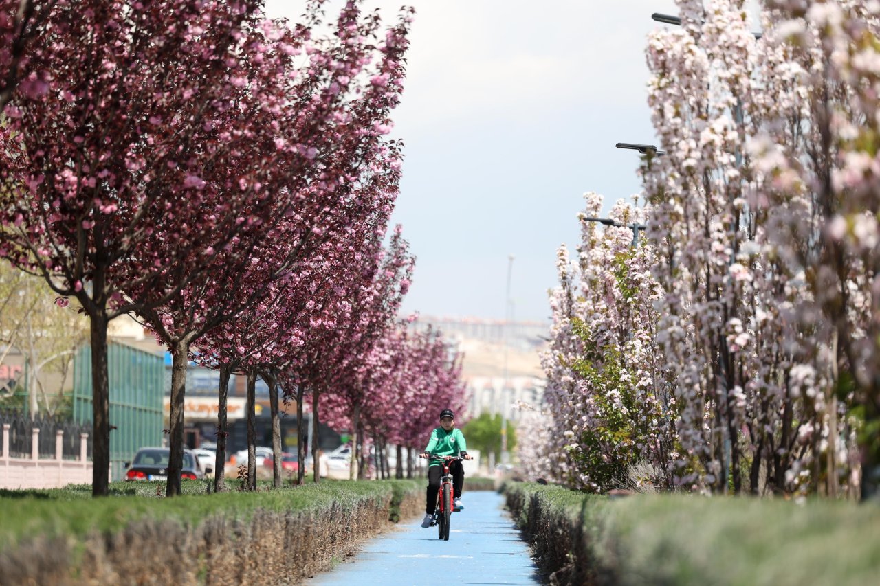 Konya'da Sakura mevsimi başladı