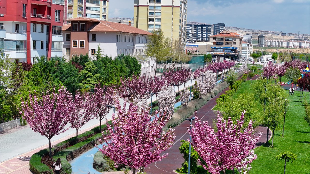 Konya'da Sakura mevsimi başladı