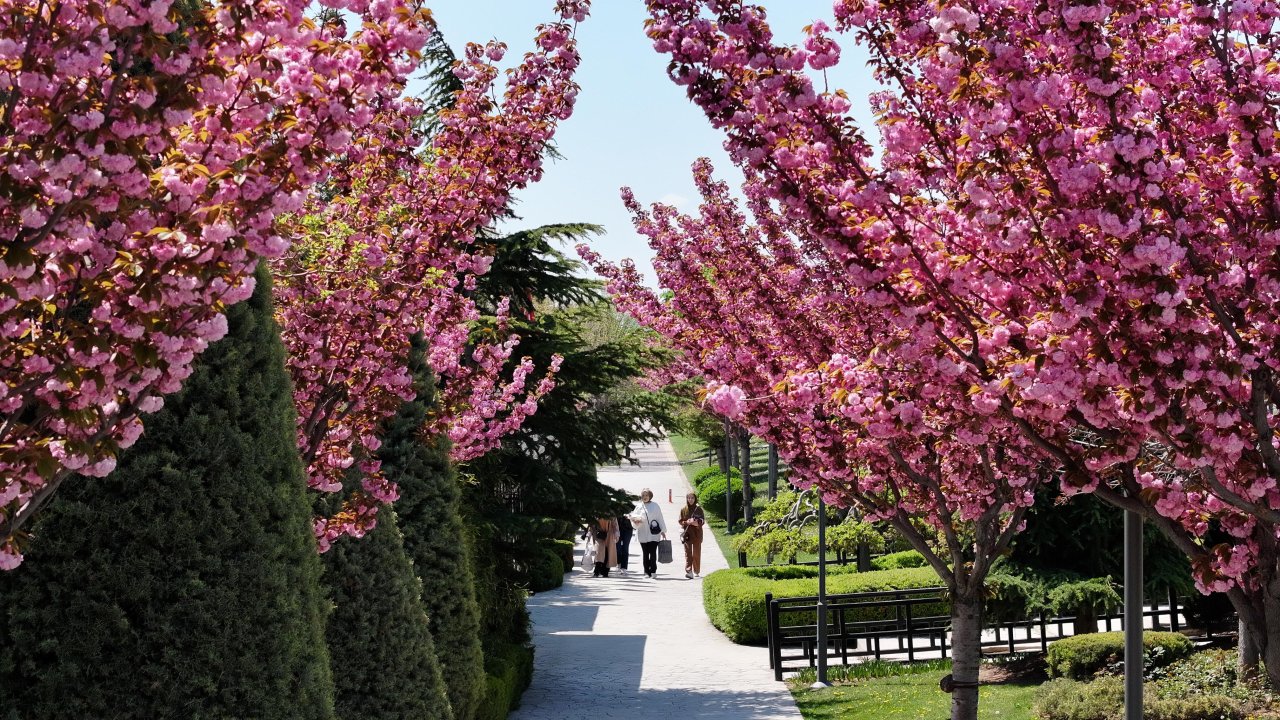 Konya'da Sakura mevsimi başladı