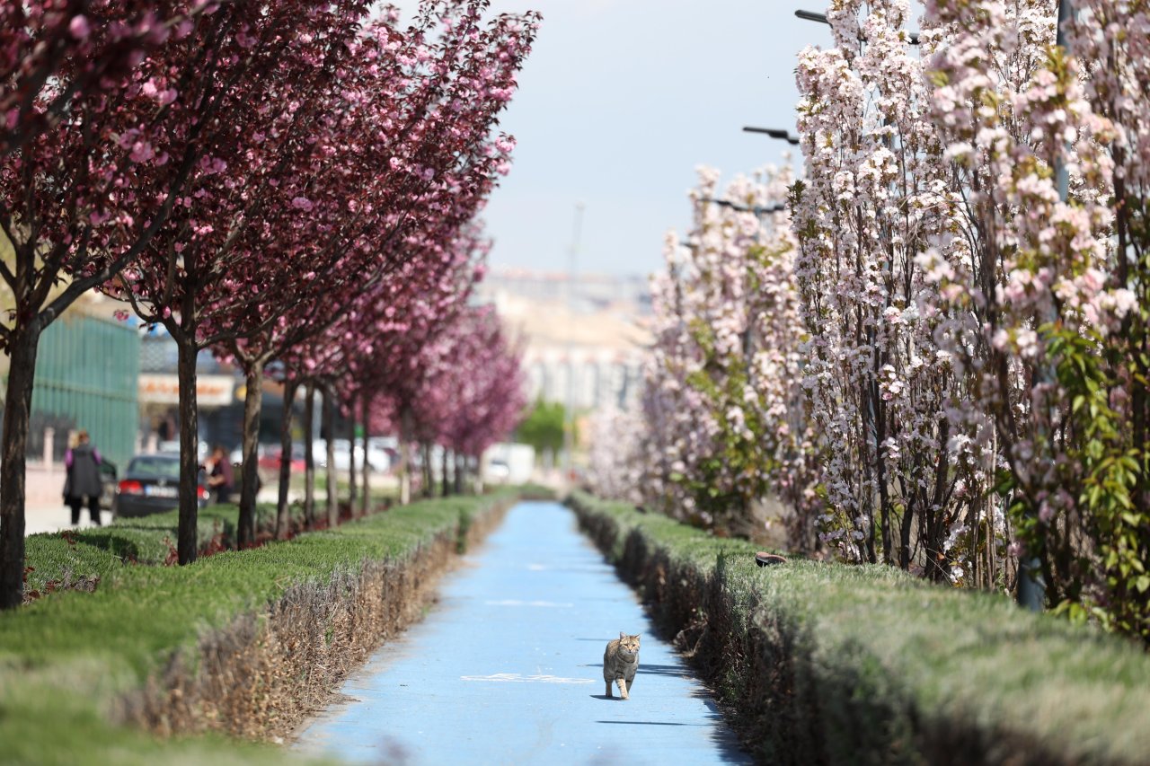 Konya'da Sakura mevsimi başladı