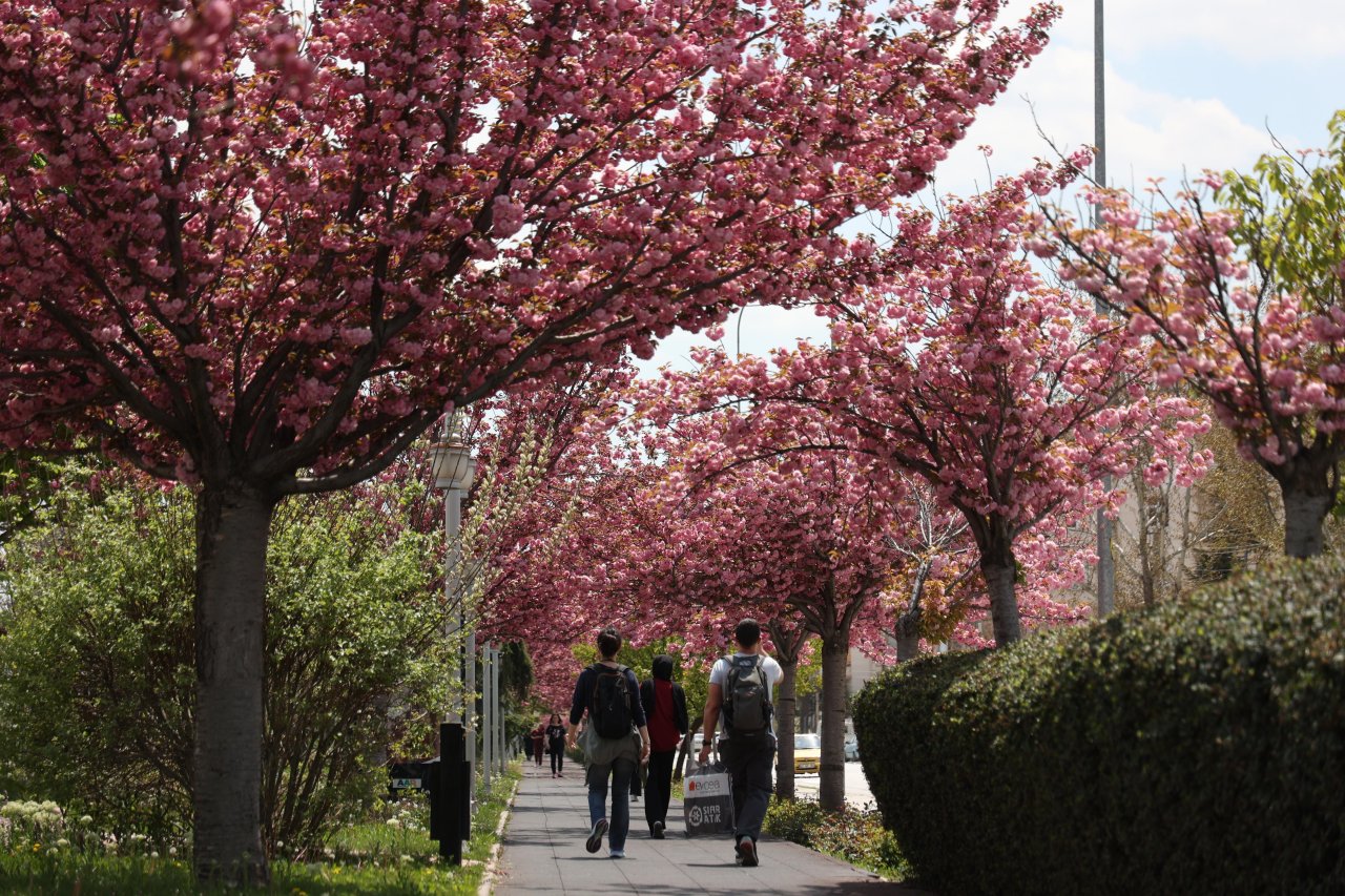 Konya'da Sakura mevsimi başladı